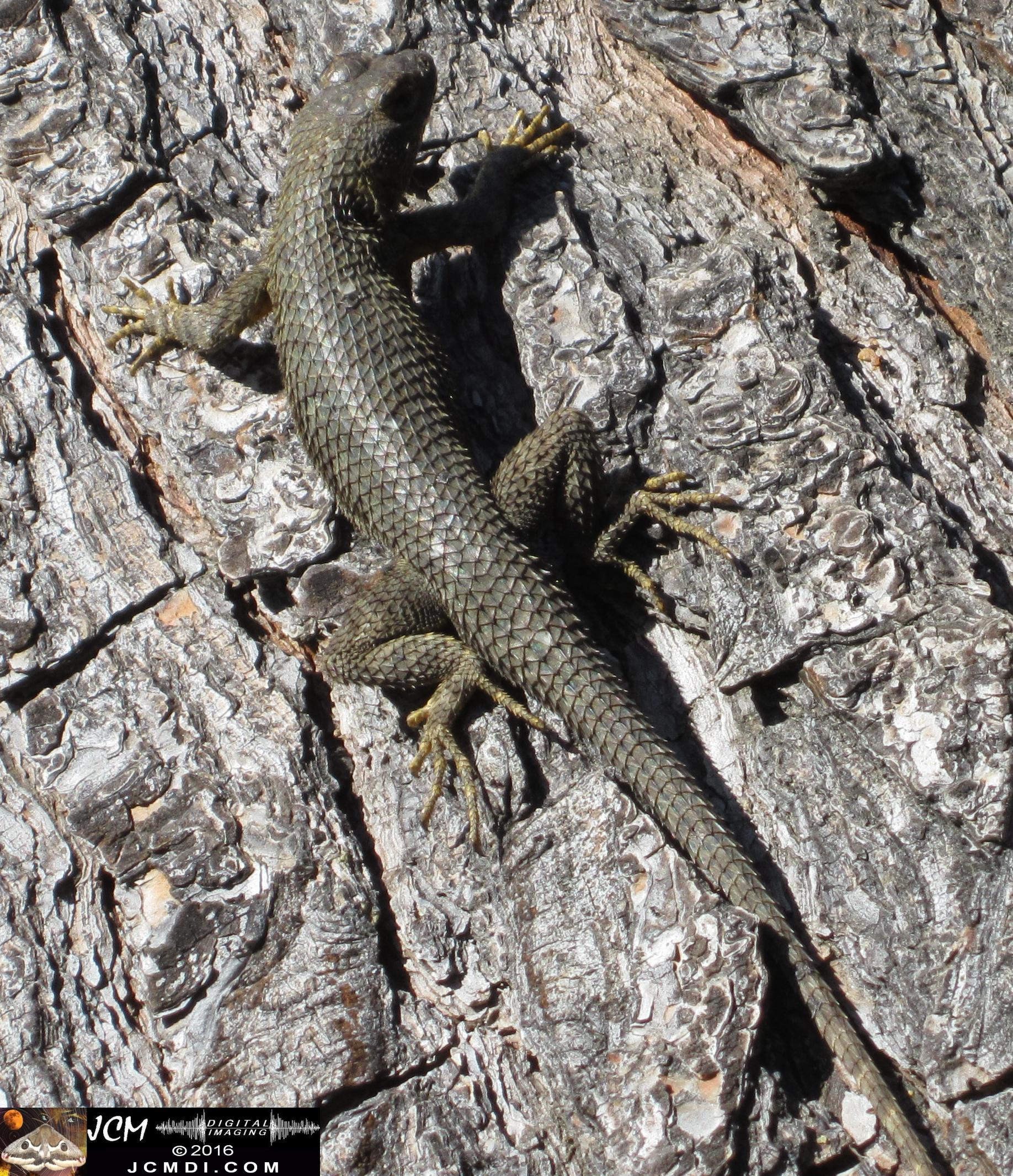 Western fence lizard on pine tree (C)2016 JCMDI.COM
